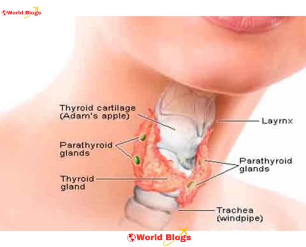 Homeopathic medicines in treatment of thyroid